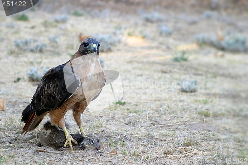 Image of Red Tailed Hawk Catch