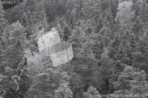 Image of Winter forest