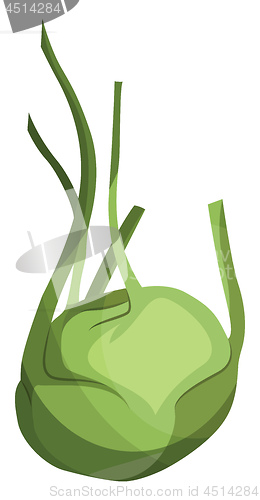 Image of Light green kohlrabi vector illustration of vegetables on white 