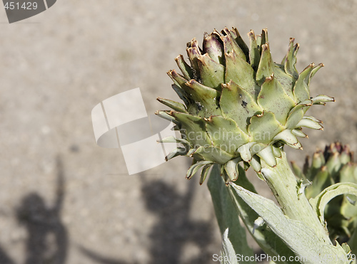 Image of artichoke