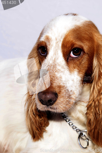 Image of cocker spaniel