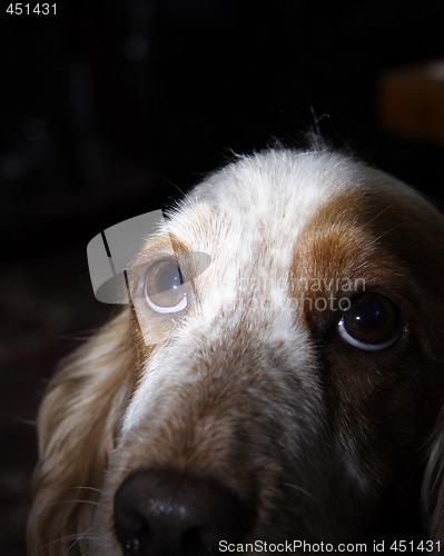 Image of puppy dog eyes