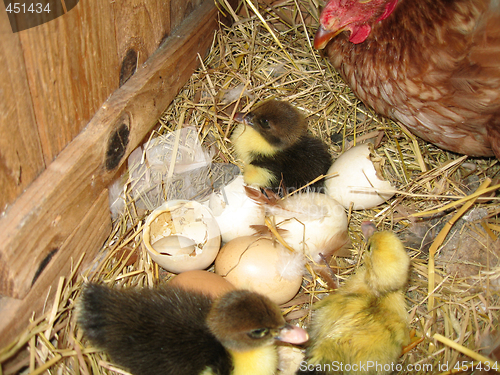 Image of ducklings