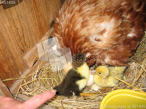 Image of ducklings and hen