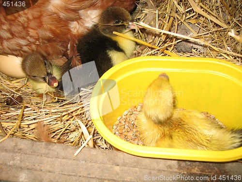 Image of ducklings