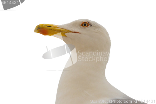 Image of Seagull isolated on white