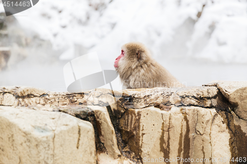 Image of japanese macaque or snow monkey in hot spring