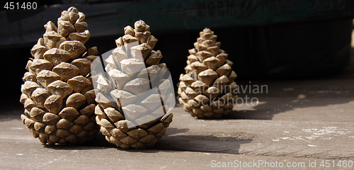 Image of pine cones