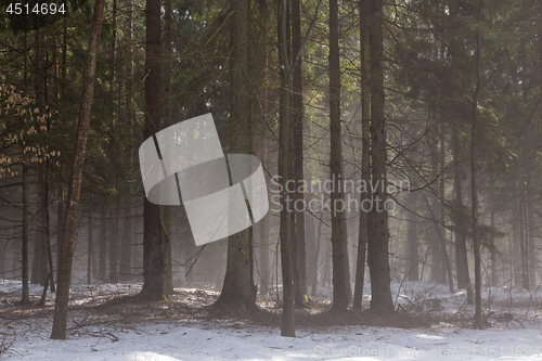 Image of Early spring in forest