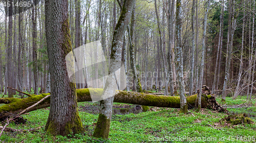 Image of Fresh deciduous stand with old alder trees