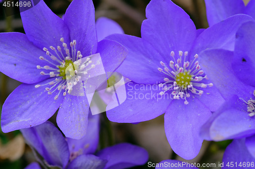 Image of Round-lobed hepatica close-up