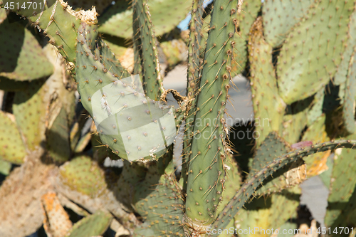 Image of close up of cactus growing outdoors