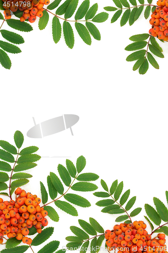 Image of Rowan Ash Berry Background Border