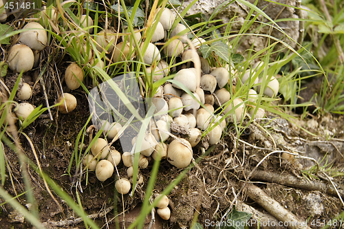 Image of wild mushrooms