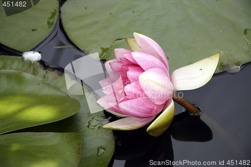 Image of pink water lily