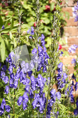 Image of monkshood 