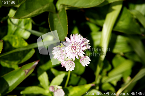 Image of small pink flower