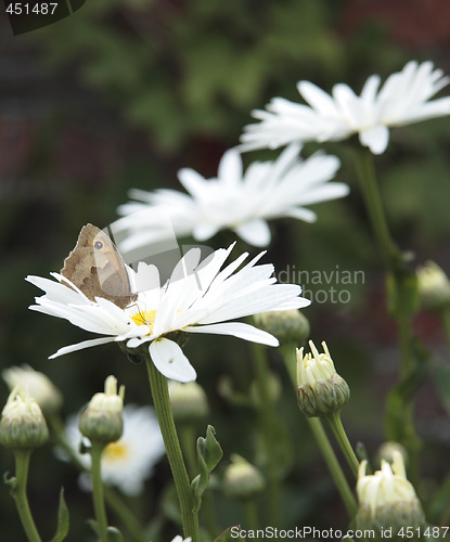 Image of butterfly on daisies