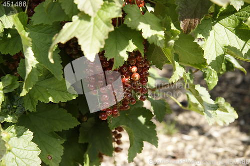 Image of red currents