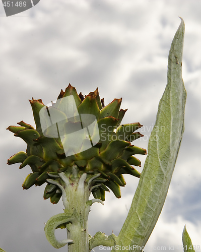 Image of artichoke 