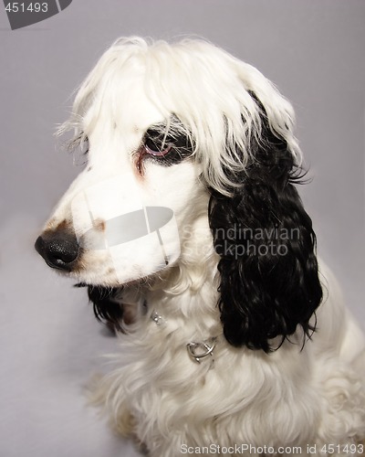 Image of black and white cocker spaniel