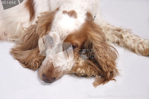 Image of cocker spaniel dog