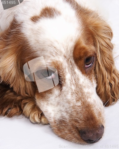 Image of cocker spaniel dog