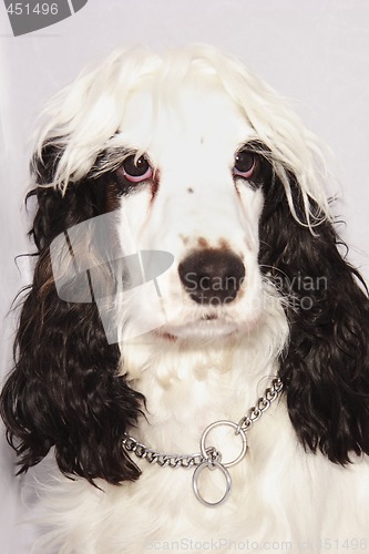 Image of black and white cocker spaniel