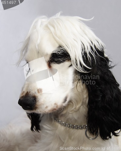 Image of black and white cocker spaniel