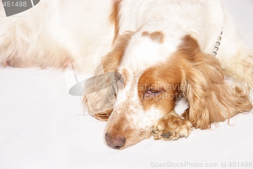 Image of cocker spaniel dog
