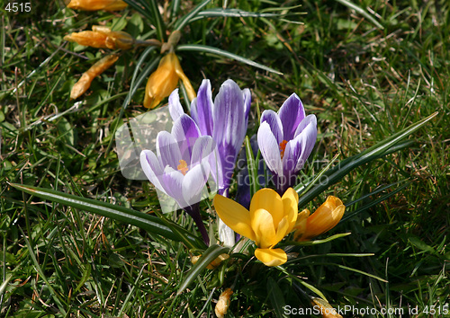 Image of Springtime