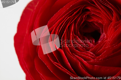 Image of close-up of a red rose flower