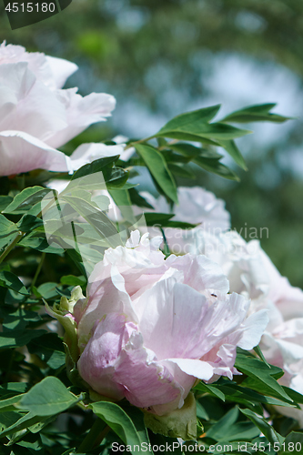 Image of Gently pink flowers peonies in blossom with green leaves at the bush in the summer in a botanical garden. Close-up photo