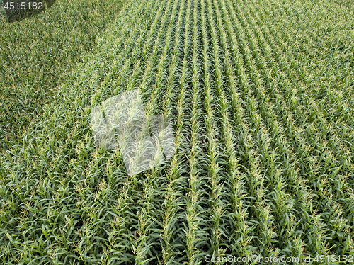 Image of Organic natural green field of corn. Top view aerial photo from drone in the summer.