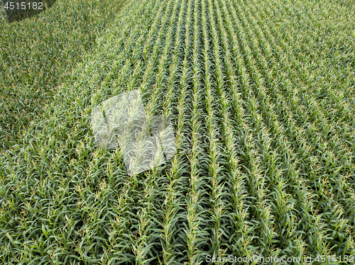 Image of Organic natural green field of corn. Top view aerial photo from drone in the summer.