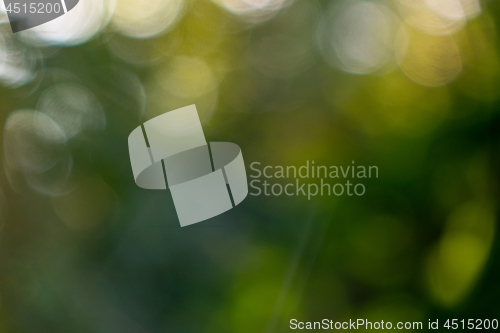 Image of A natural blurred background of a bokeh made from green trees on