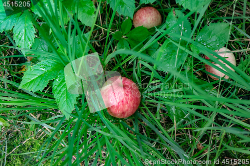 Image of Ripe apples fell in the grass in the village garden. Harvest time. Top view