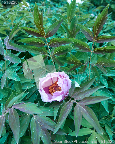 Image of A drop of dew on a pink peony flower blooming on a bush, shot close-up on background of green foliage.