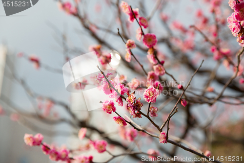 Image of close up of beautiful sakura tree blossoms