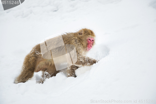 Image of japanese macaque or monkey searching food in snow