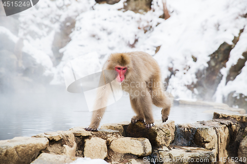 Image of japanese macaque or snow monkey in hot spring