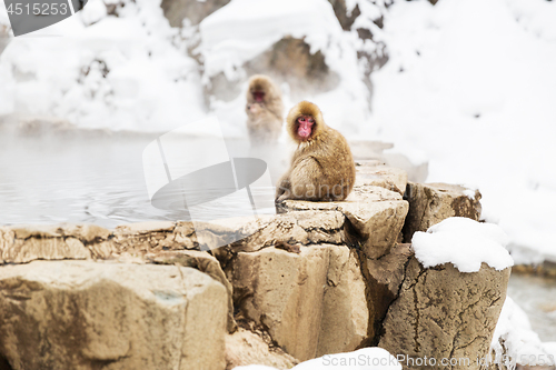 Image of japanese macaques or snow monkeys in hot spring