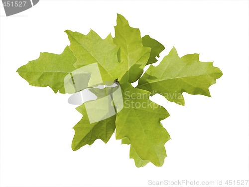 Image of Oak Leaves