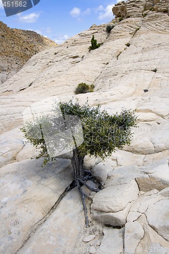 Image of Close up on the Rocks with a Small Tree - Snow Canyon Utah