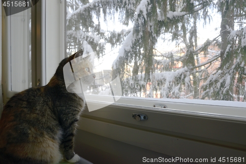 Image of cat sits by the window in winter