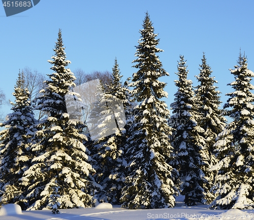 Image of snow covered fir trees