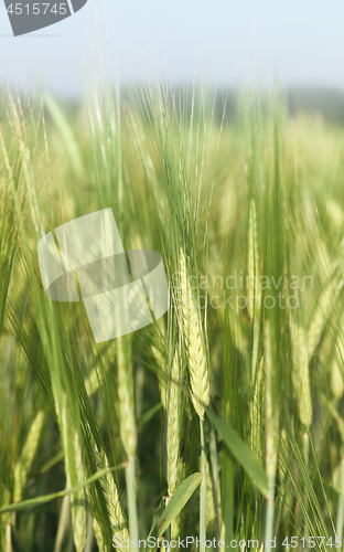 Image of Barley Field Close-up On A Summer Day