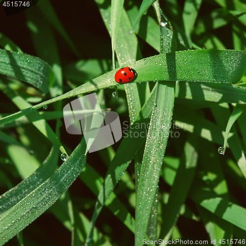 Image of Ladybug In The Grass Among Dew Drops Close-up