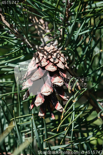 Image of Pine Cone Closeup Among Green Needles On A Sunny Day