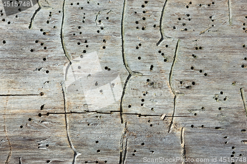 Image of Traces of Bark Beetles On An Old Tree Trunk